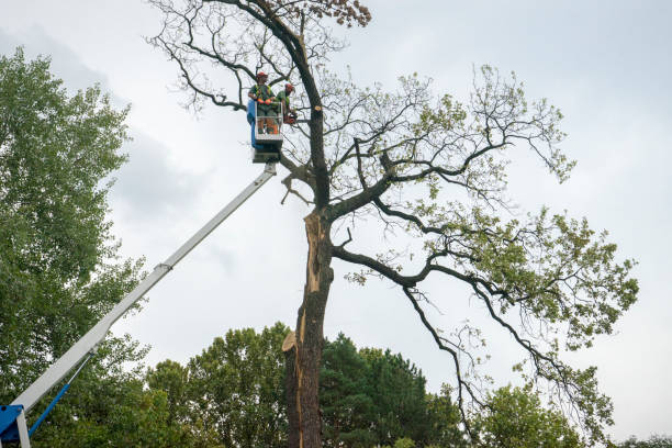 Professional Tree Removal in Chamberlayne, VA